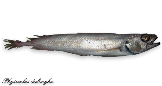 musdea-nera-physiculus-dalwigkii